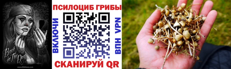 Купить  Беслан  Псилоцибиновые грибы мицелий 